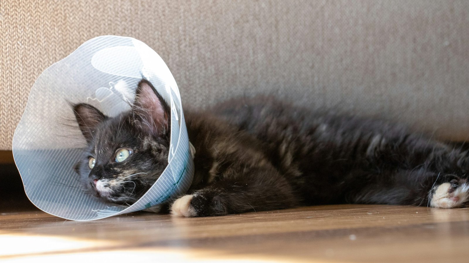 Cat supported by community veterinary programs