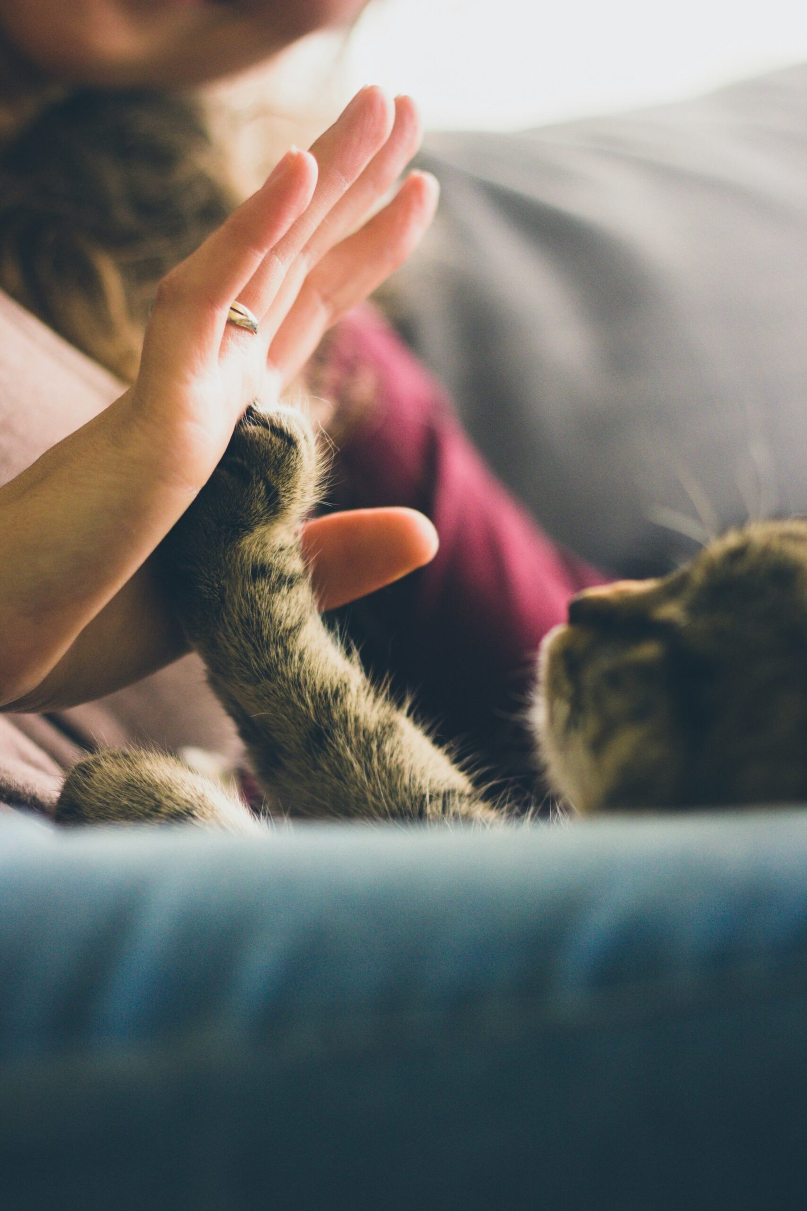 Rescue cat