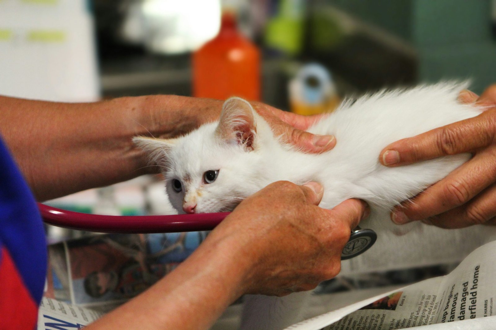 Cat receiving veterinary care