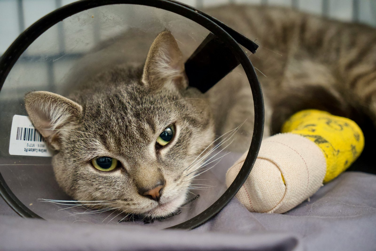 Cat receiving support