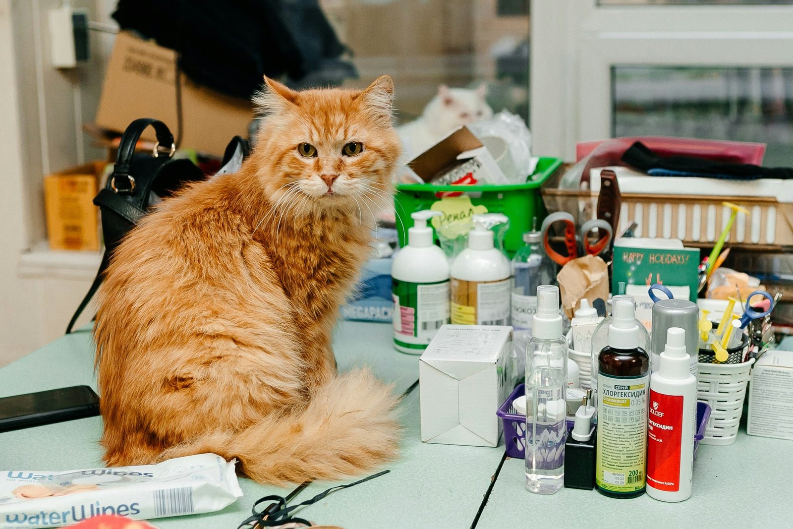 Cat receiving care