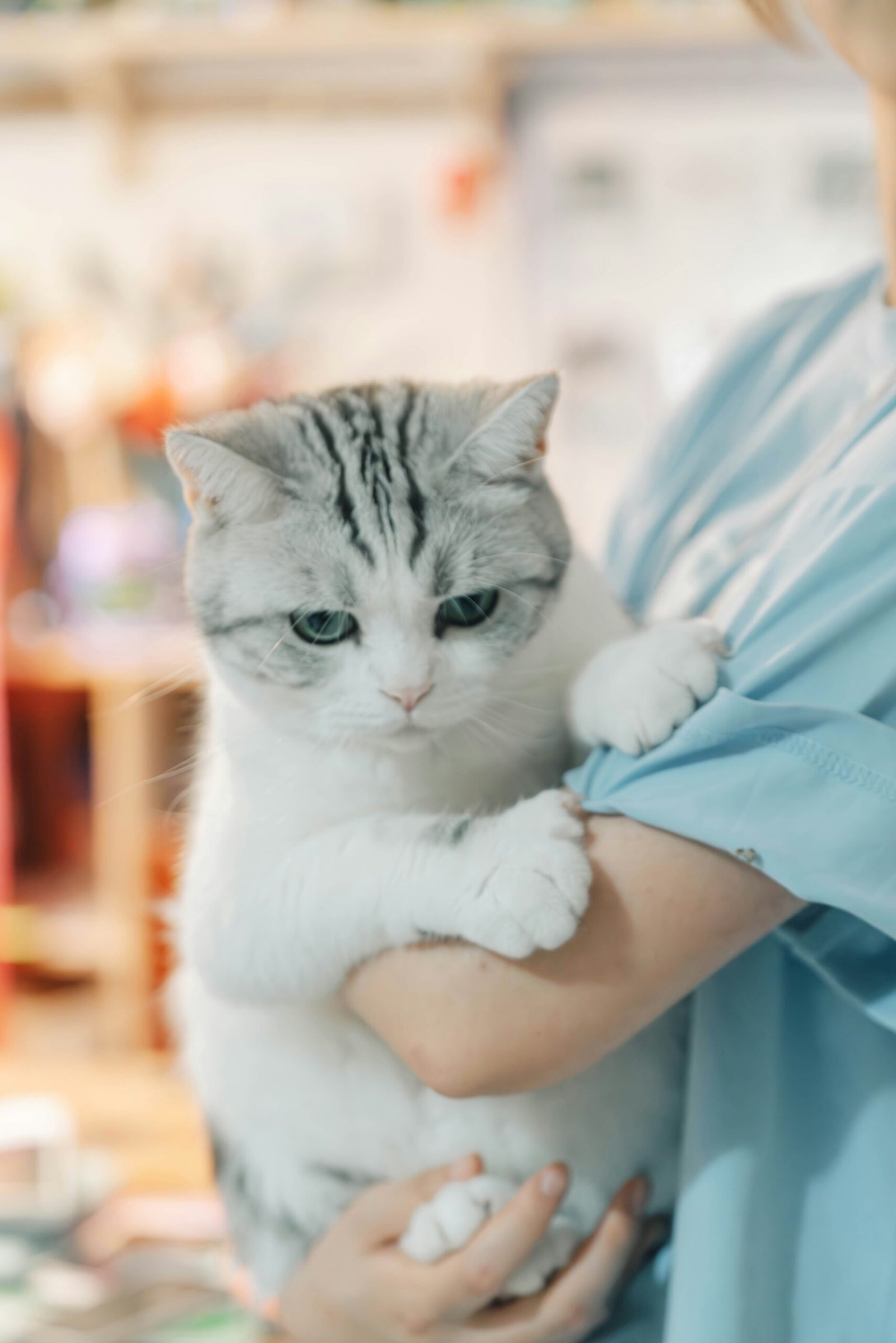 Cat undergoing veterinary assessment