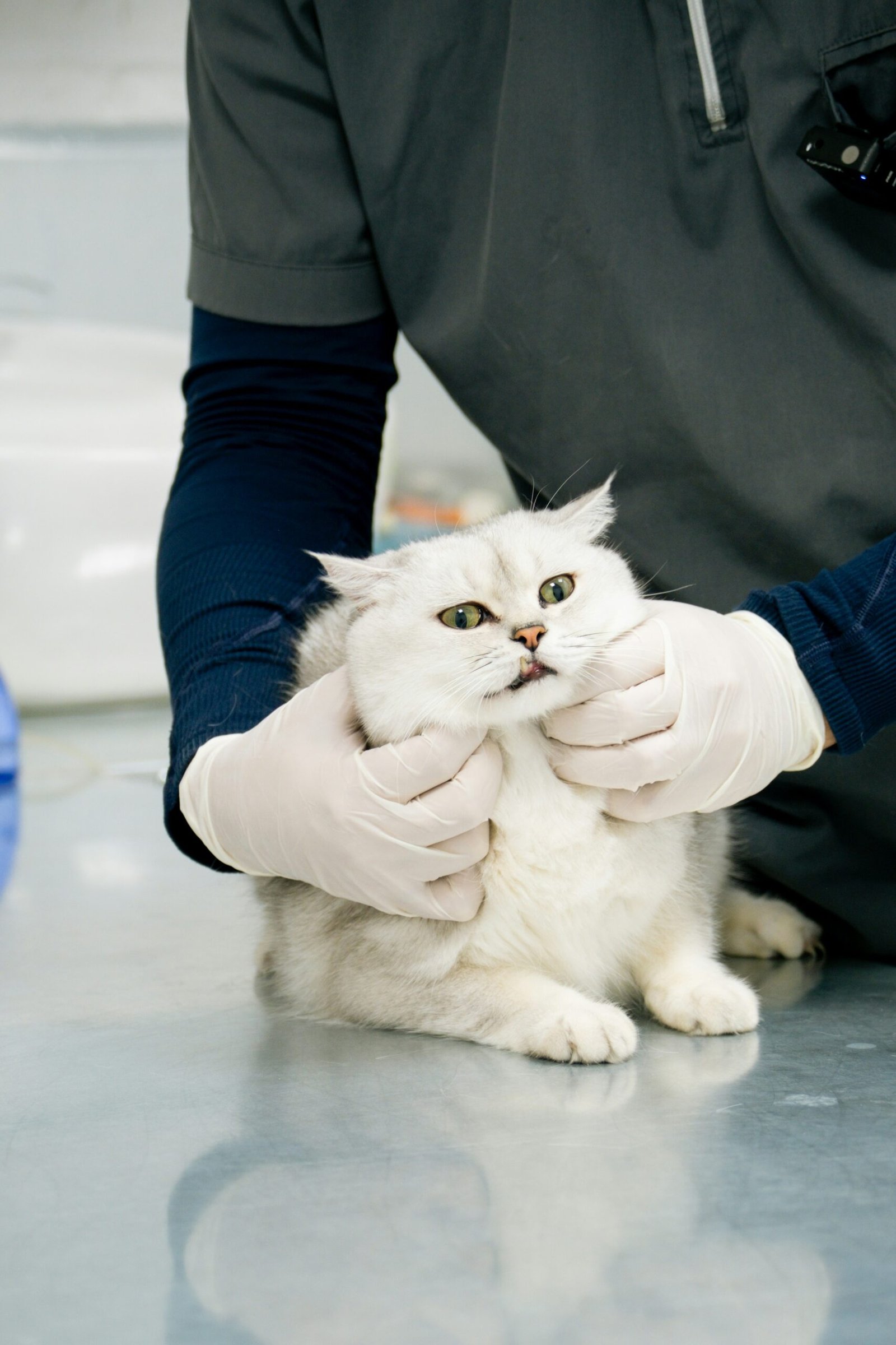 Cat in care