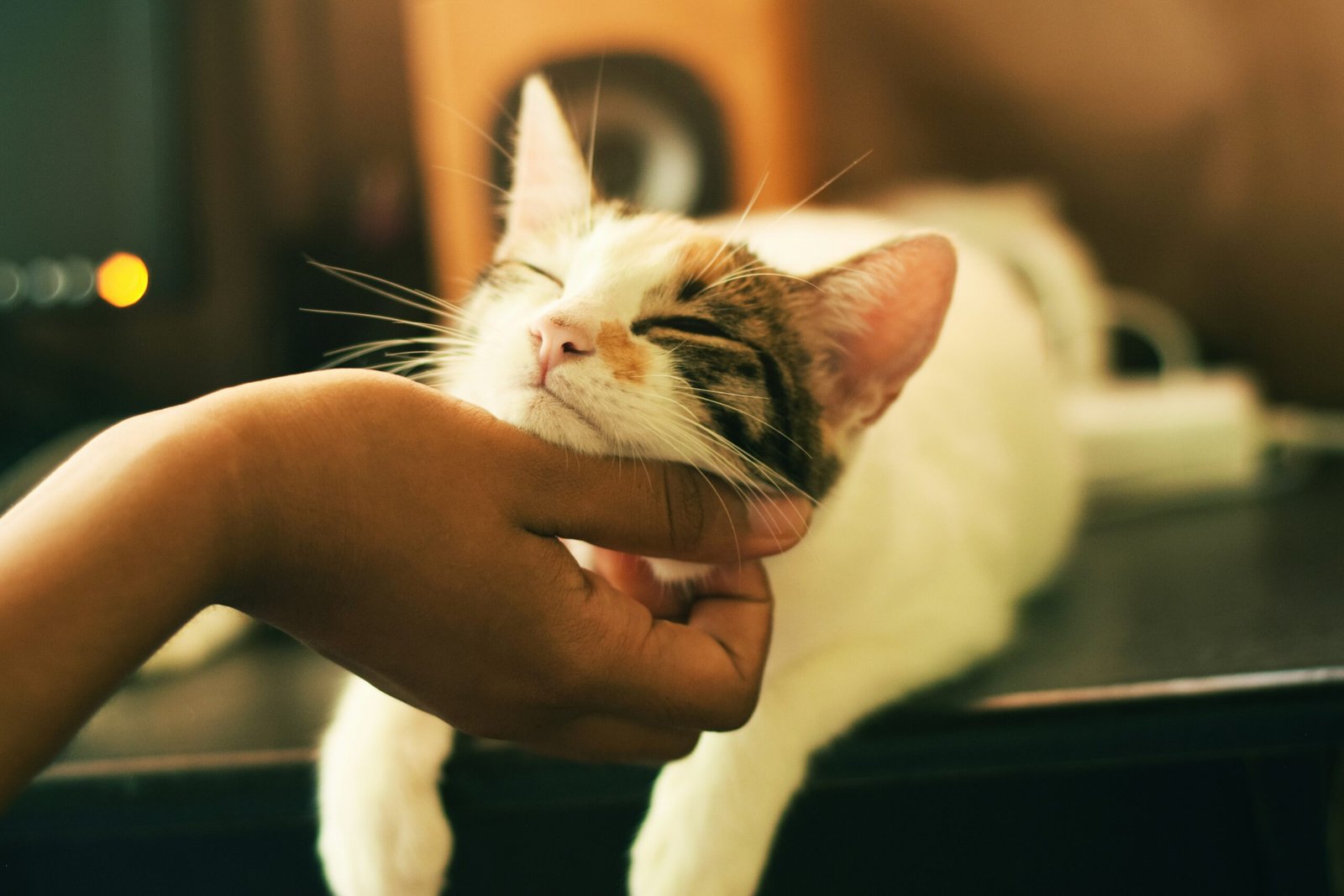 Community cat